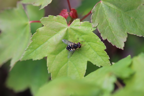 Dusky Bog Fly photo 3