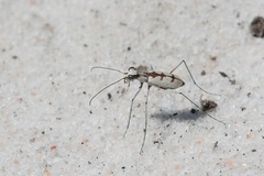 Ellipsoptera gratiosa