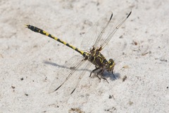 Progomphus bellei