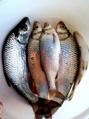 Scardinius acarnanicus