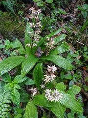 Calanthe brevicornu
