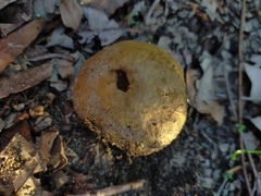 Phylloporus clelandii