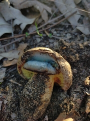 Phylloporus clelandii