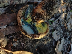 Phylloporus clelandii