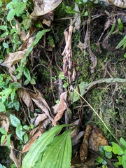 Cremastra appendiculata