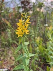 Lysimachia asperulifolia