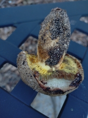 Phylloporus clelandii