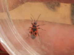 Pyrrhocoris apterus