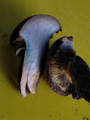 Phylloporus clelandii