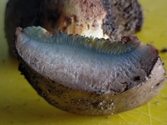 Phylloporus clelandii