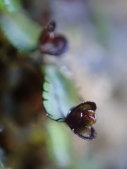 Hymenophyllum armstrongii