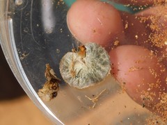 Anthyllis circinnata