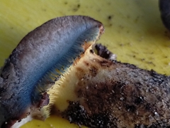 Phylloporus clelandii