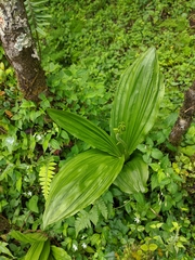 Calanthe tricarinata