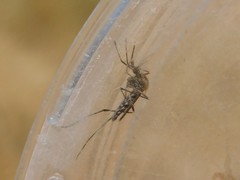 Aedes albopictus