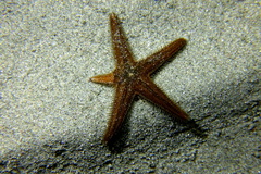 Astropecten spinulosus