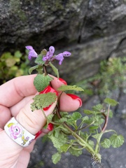 Lamium purpureum