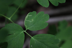 Phytomyza aquilegivora