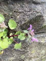 Lamium purpureum