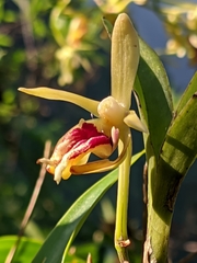 Vanda cristata