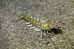 Penaeus kerathurus