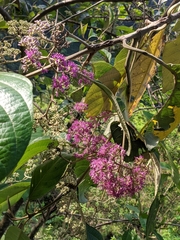 Callicarpa tomentosa