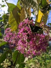 Callicarpa tomentosa