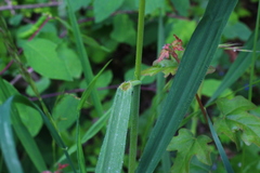Bromus benekenii