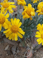 Hymenoxys brandegeei
