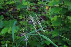 Bromus benekenii
