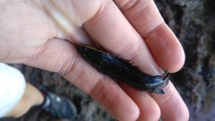 Acanthoclinus fuscus