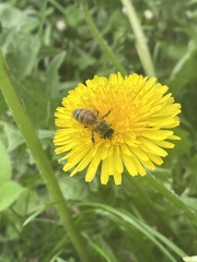 Apis mellifera