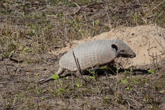 Euphractus sexcinctus