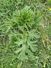 Heracleum sosnowskyi