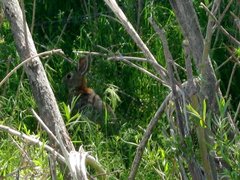 Sylvilagus nuttallii