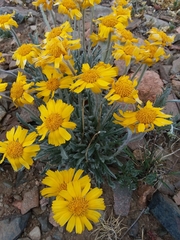 Hymenoxys brandegeei