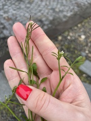 Cardamine