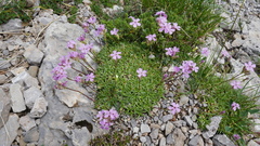 Saponaria caespitosa