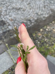 Cardamine