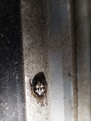Steatoda