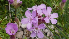 Saponaria caespitosa