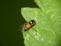 Callomyia