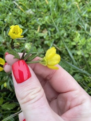 Ranunculus