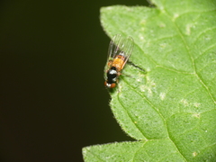 Callomyia