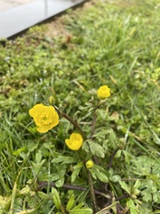 Ranunculus