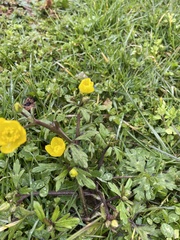 Ranunculus