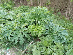 Heracleum sosnowskyi