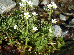Saxifraga aquatica