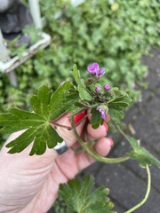 Geranium