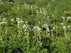 Saxifraga aquatica